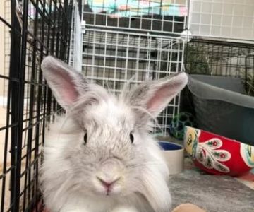 Trusted Animal Hospital for Exotic Pets in Indianapolis: Expert Veterinary Care