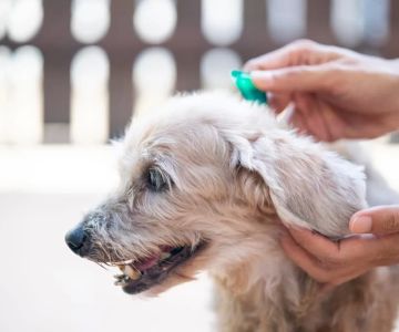 Best Pet Flea Medication Reviews: Top Vet-Approved Treatments