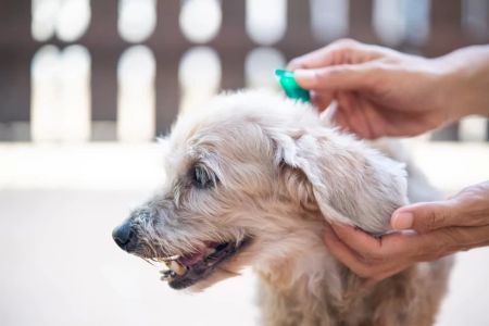 Best Pet Flea Medication Reviews: Top Vet-Approved Treatments