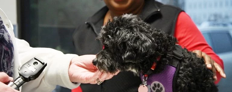 Affordable Vet Care for Puppies and Kittens in Atlanta | Hidden Brook Veterinary