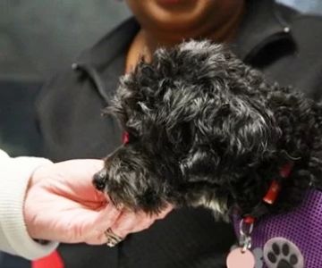 Affordable Vet Care for Puppies and Kittens in Atlanta | Hidden Brook Veterinary