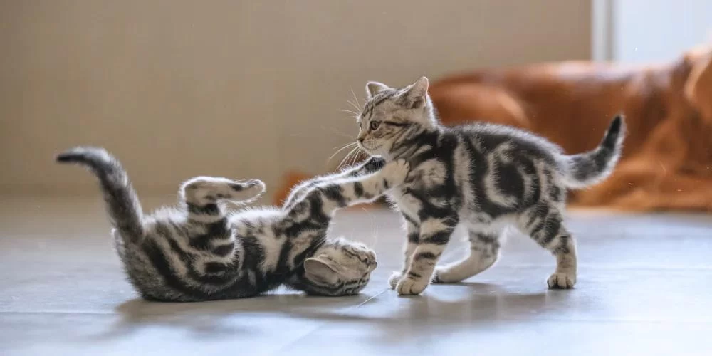 Kitten Behavior Care: A Guide to Raising a Well-Behaved Cat