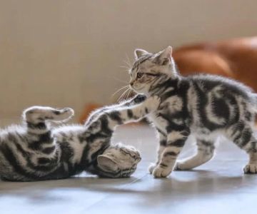 Kitten Behavior Care: A Guide to Raising a Well-Behaved Cat