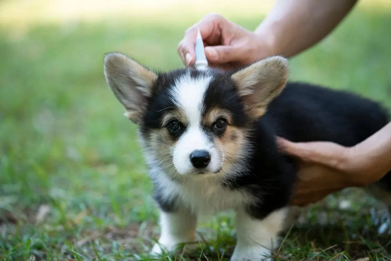 Effective Pet Parasite Treatments: Protect Your Pet’s Health