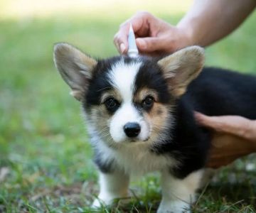 Effective Pet Parasite Treatments: Protect Your Pet’s Health