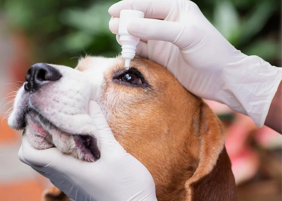 Pet Eye Exams: Ensuring Clear Vision and Eye Health for Your Pet