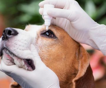 Pet Eye Exams: Ensuring Clear Vision and Eye Health for Your Pet