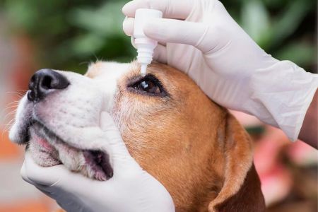 Pet Eye Exams: Ensuring Clear Vision and Eye Health for Your Pet