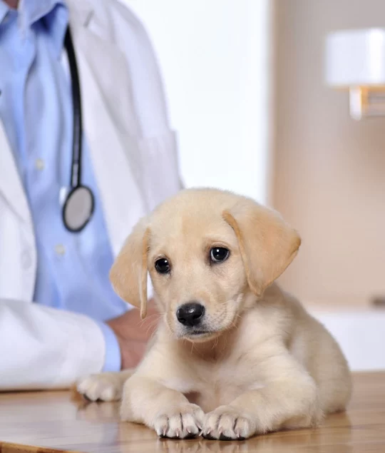Top-Rated Animal Hospital Near Me in Miami: Comprehensive Pet Care Services