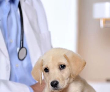 Top-Rated Animal Hospital Near Me in Miami: Comprehensive Pet Care Services