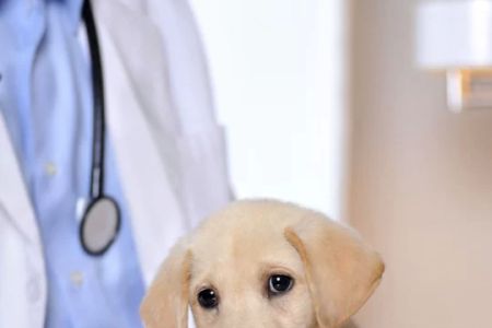 Top-Rated Animal Hospital Near Me in Miami: Comprehensive Pet Care Services