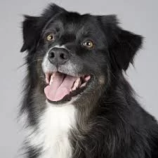 Comprehensive Guide to Veterinary Orthodontics: Pet Dental Care and Braces