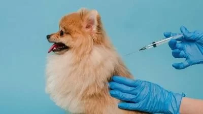 Pet Vaccination Clinic: Ensure Your Pet's Health and Well-Being with Regular Vaccinations