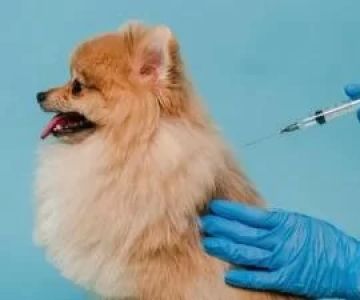 Pet Vaccination Clinic: Ensure Your Pet's Health and Well-Being with Regular Vaccinations