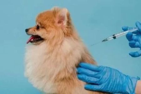 Pet Vaccination Clinic: Ensure Your Pet's Health and Well-Being with Regular Vaccinations