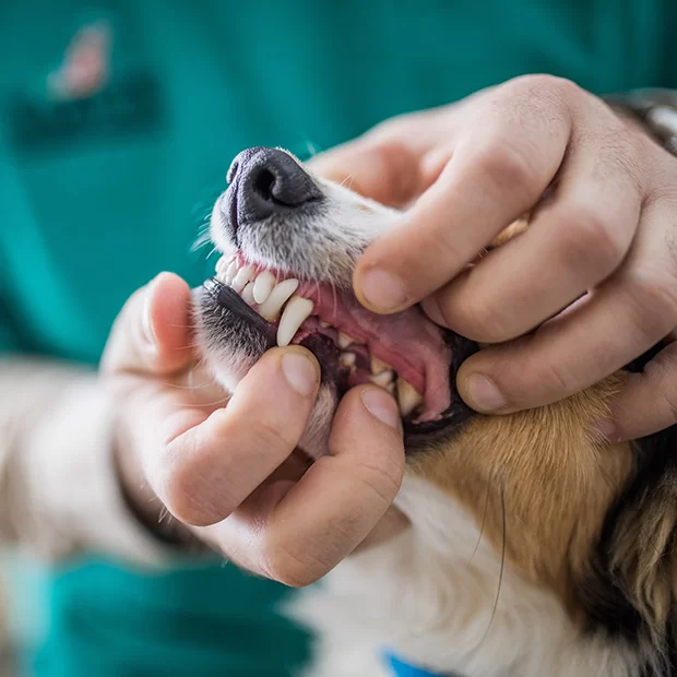 Benefits of Dental Cleanings for Pets: Essential Tips for Maintaining Your Pet’s Oral Health