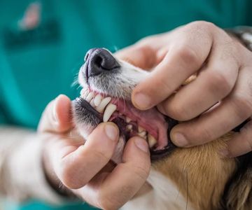 Benefits of Dental Cleanings for Pets: Essential Tips for Maintaining Your Pet’s Oral Health