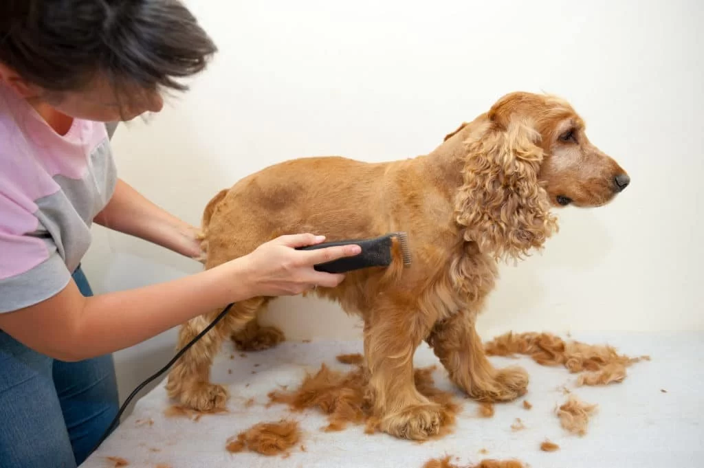 Grooming Tips for Pets with Long Hair: Essential Care for Your Furry Friend
