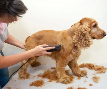 Grooming Tips for Pets with Long Hair: Essential Care for Your Furry Friend