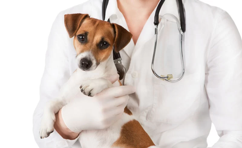 24-Hour Emergency Veterinary Services for Pets: What You Need to Know
