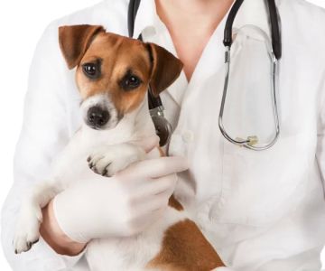 24-Hour Emergency Veterinary Services for Pets: What You Need to Know