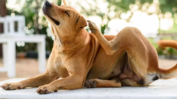 Flea and Tick Prevention and Grooming Services: Essential Pet Care for Your Furry Friends