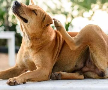 Flea and Tick Prevention and Grooming Services: Essential Pet Care for Your Furry Friends