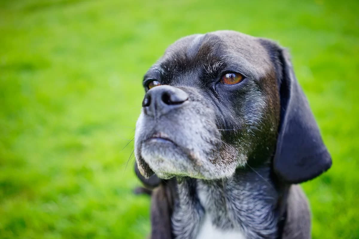 Best Veterinary Care for Senior Pets: Essential Tips for Your Aging Companion