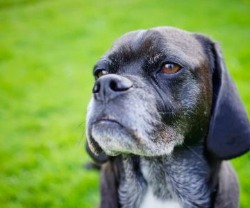 Best Veterinary Care for Senior Pets: Essential Tips for Your Aging Companion