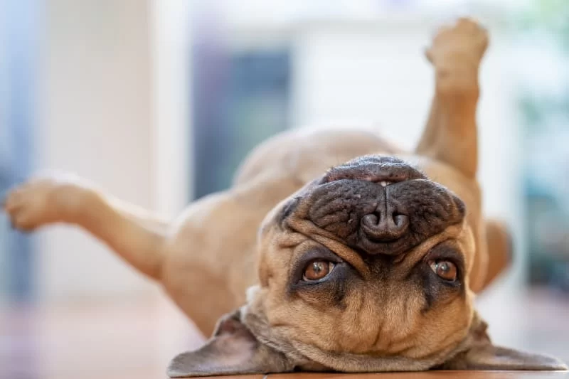 What to Expect During a Pet Wellness Exam: Essential Pet Health Checkups