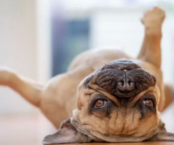 What to Expect During a Pet Wellness Exam: Essential Pet Health Checkups