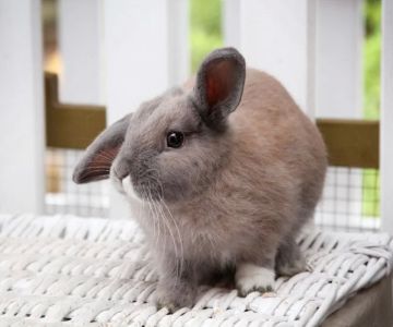 Common Health Issues in Rabbits and How to Prevent Them: A Comprehensive Guide