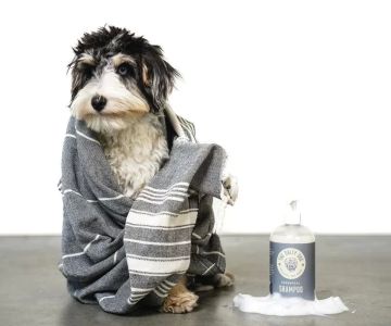 The Best Pet Shampoos for Sensitive Skin: Finding the Right Solution for Your Pet’s Comfort