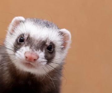 Veterinary Care for Ferrets: Essential Tips for Maintaining Your Ferret’s Health