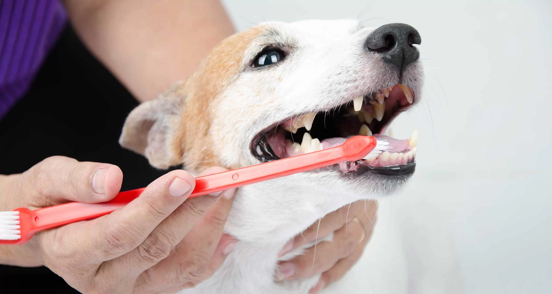 Pet Dental Care for Seniors: Essential Tips for Keeping Your Older Pet's Teeth Healthy