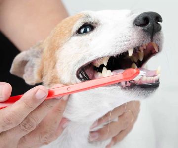 Pet Dental Care for Seniors: Essential Tips for Keeping Your Older Pet's Teeth Healthy