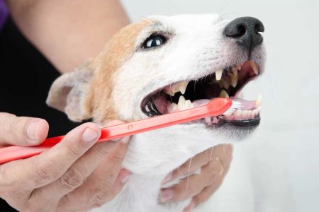 Pet Dental Care for Seniors: Essential Tips for Keeping Your Older Pet's Teeth Healthy