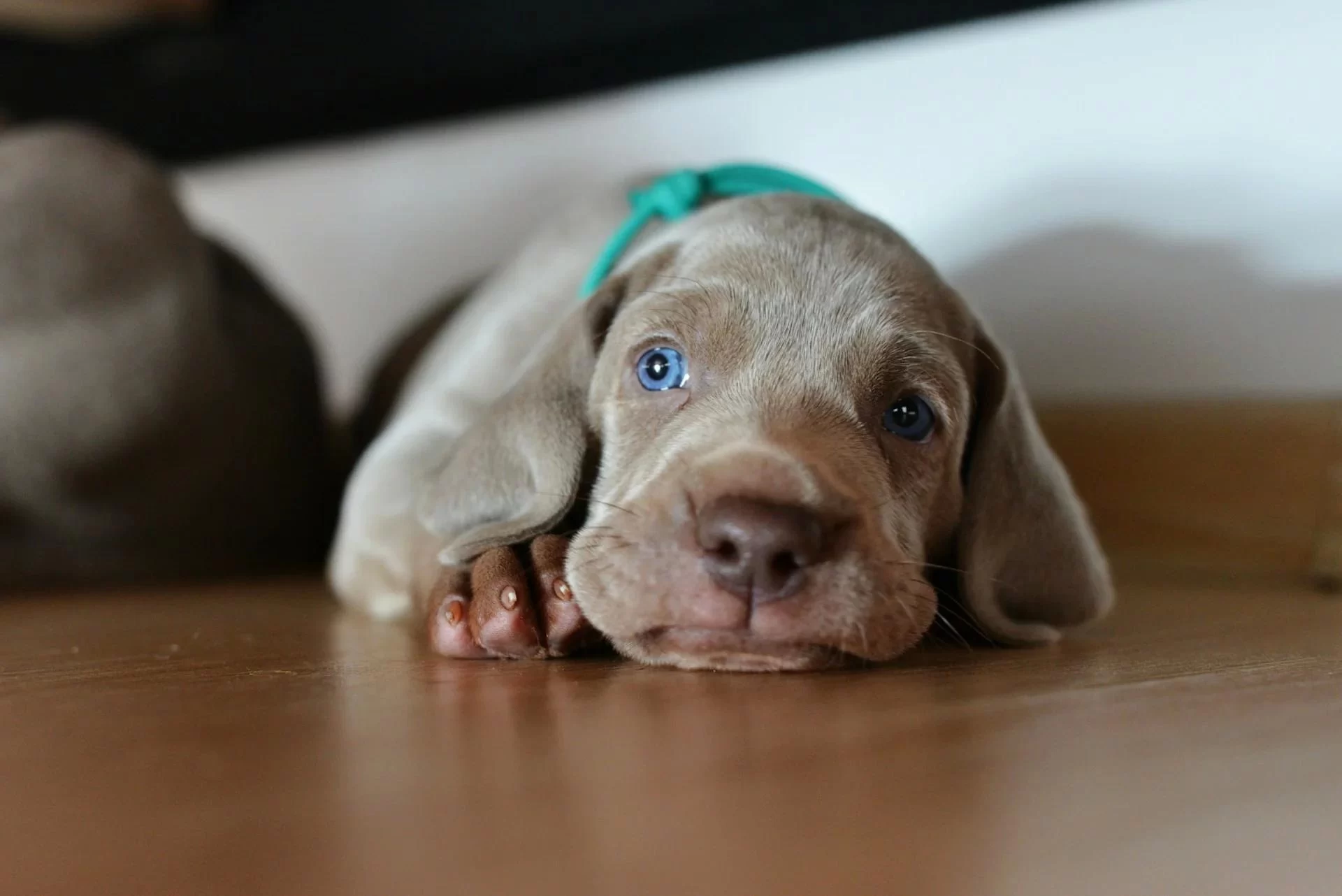Tips for Managing Your Pet’s Stress and Anxiety: A Guide to Calming Your Furry Friend