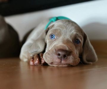 Tips for Managing Your Pet’s Stress and Anxiety: A Guide to Calming Your Furry Friend