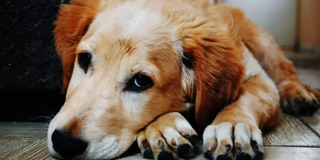 How to Spot Early Signs of Pet Arthritis: A Complete Guide