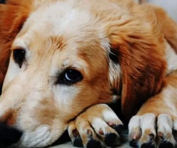 How to Spot Early Signs of Pet Arthritis: A Complete Guide