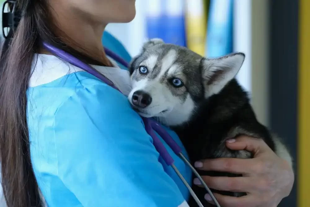 Making the Decision About Pet Euthanasia: A Compassionate Guide for Pet Owners