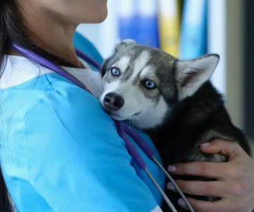 Making the Decision About Pet Euthanasia: A Compassionate Guide for Pet Owners