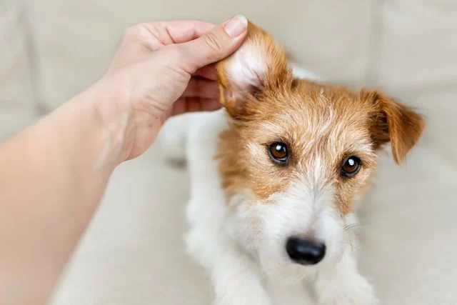 How to Deal with Pet Ear Infections: A Complete Guide to Treating Your Pet’s Ear Issues