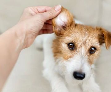 How to Deal with Pet Ear Infections: A Complete Guide to Treating Your Pet’s Ear Issues