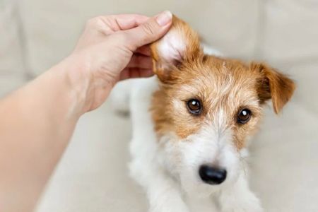 How to Deal with Pet Ear Infections: A Complete Guide to Treating Your Pet’s Ear Issues