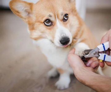 How to Safely Trim Your Pet’s Nails at Home: A Step-by-Step Guide