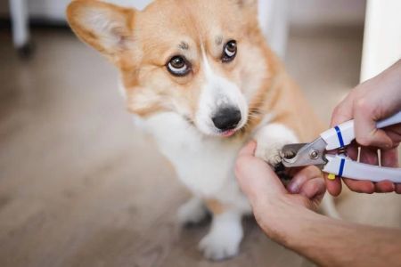 How to Safely Trim Your Pet’s Nails at Home: A Step-by-Step Guide