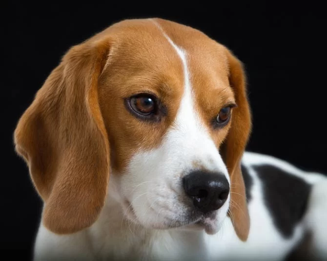 How to Contact Hidden Brook Veterinary for Your Pet's Care