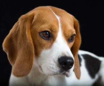 How to Contact Hidden Brook Veterinary for Your Pet's Care